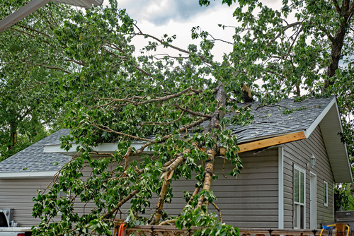 A,Large,Tree,With,Green,Leaves,Fallen,On,A,Residential